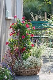 Image result for dipladenie amonea