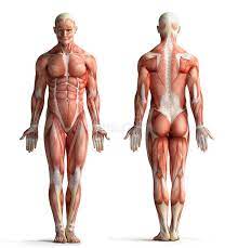 Human anatomy anatomy male anatomy reference drawing reference. Male Anatomy View Stock Illustration Illustration Of Chest 35856872