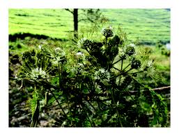 Image result for Albizia adianthifolia