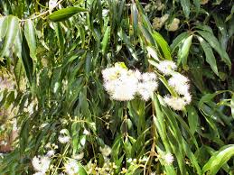 Maybe you would like to learn more about one of these? 13 Of The Best Privacy Plants In Australia