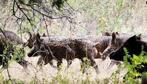 Two days of hunting (4 hunting sessions) minimum of 2 hunters. A Plague Of Pigs In Texas Science Smithsonian Magazine