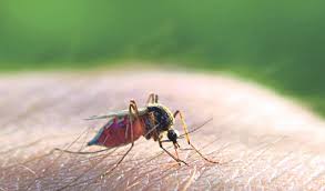 Satu penyakit yang dikatakan dibawa dari dunia baru ke dunia lama ialah sifilis. Usah Pandang Remeh Malaria