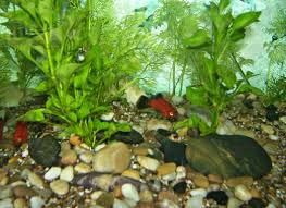 Beli aquarium ikan kecil online berkualitas dengan harga murah terbaru 2021 di tokopedia! 13 Jenis Ikan Hias Untuk Aquarium Mini Beserta Gambarnya Hobinatang