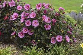There are countless varieties with many different colors, especially considering all the hybrids growers create. 10 Companion Plants For Summerific Hibiscus Proven Winners