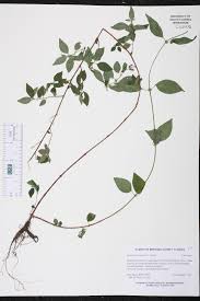 Image result for Pouzolzia parasitica