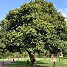 Image result for Celtis africana