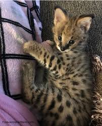 F1 Savannah Kitten For Sale Savannah Kitten Savannah Kittens For Sale Savannah Cat For Sale