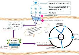 Image result for Vernonia calvoana