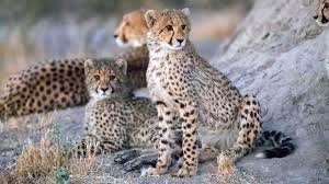 Image result for Cheilanthes botswanae