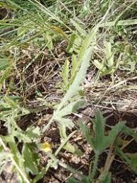 Image result for Cucumis ficifolius