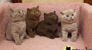 The recently recognised british tick (a ticked shorthair of british conformation) recreates these bunny cats. British Shorthair Silver Tabby For Sale Near Me Novocom Top