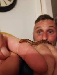 Omg what kind of worms is this? I am cleaning the gravel and I catched lots  of them. Like they are longgg.