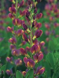 The One Native Perennial Everyone Should Plant Flowers Perennials Perennial Plants Plants