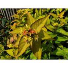 Plant often grown for foliage only or as a screen berberis thunbergii: Lonicera X Clavey S Dwarf