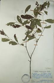 Image result for Hippocratea parvifolia