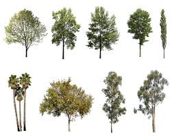 28 Diverse Trees Pack In 2020 Tree Photoshop Landscape Architecture Graphics Flat Tree