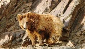 Gobi Bear Ursus Arctos Gobiensis Photo From Gobibear Mn The Gobi Bear Lives Only In Rocky Regions Of The Gobi Desert Of Mongolia And I
