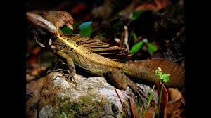 That said however, they can make good pets; Top 15 Lizards For Beginners Experienced People And Pros Youtube