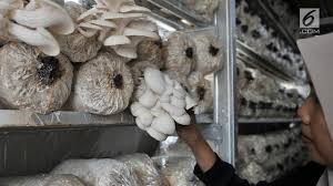 Jamur coklat, jamur tiram pleurotus eryngii pleurotus pulmonarius jamur yang dapat dimakan, jamur, makanan, tangan, memasak png. Macam Macam Jamur Yang Bisa Dimakan Tidak Beracun Dan Lezat Dibuat Camilan Health Liputan6 Com