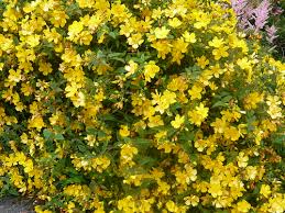 Image result for Hypericum roeperianum