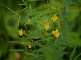 Image result for Chamaecrista mimosoides