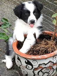 Pinterest Catherinesullivan2017 Border Collie Collie Australian Shepherd Puppies