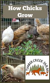 how chicks grow the first year timber creek farm