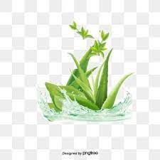 Vector Aloe Vera Aloe Vera Aloe Essential Png Transparent Clipart Image And Psd File For Free Download Flower Background Wallpaper Poster Background Design Aloe Vera