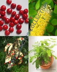 Image result for Tragia adenanthera