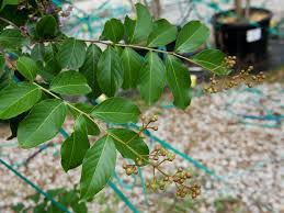Shop organic myrtle leaf at mountain rose herbs. Muskogee Crape Myrtle Dallas Texas Treeland Nursery