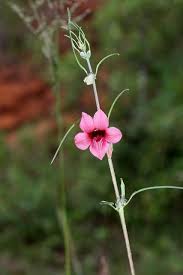 Image result for Sesamum alatum