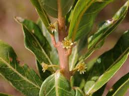 Image result for Clutia