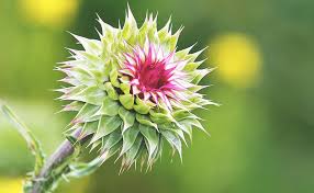 Check spelling or type a new query. What Is The Best Milk Thistle Supplement Brand In 2021 Unbiased Reviews Health Ambition