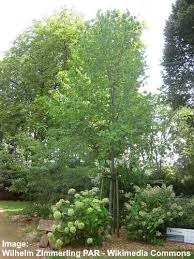 Maybe you would like to learn more about one of these? Tulip Trees Liriodendron Types Leaves Flowers Bark Pictures