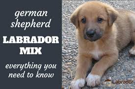 Find your new german shepherd puppy here! Everything You Need To Know About German Shepherd Lab Mix Dogs Labradortraininghq