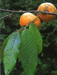 Image result for Diospyros mweroensis