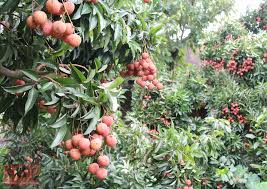 Hàng chục tấn vải thiều bắc giang được tiêu thụ tại các địa phương của tỉnh hà giang. Báº¯c Giang Chá»‰ Ä'áº¡o Xay Dá»±ng Káº¿ Hoáº¡ch Sáº£n Xuáº¥t Tieu Thá»¥ Váº£i Thiá»u NÄƒm 2021 Chi Tiáº¿t Tin Tá»©c Ubnd Tá»‰nh Báº¯c Giang