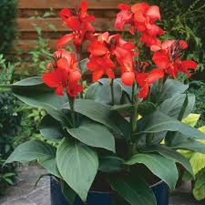 Though cannas are sometimes called canna lilies, they are their own plant group and are not related to any type of lily. Toucan Dark Orange Canna Lily Plant Free Shipping
