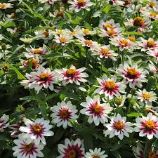 We did not find results for: Zahara Starlight Rose Zinnia Seeds Park Seed