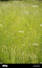 Image result for Isachne kiyalaensis