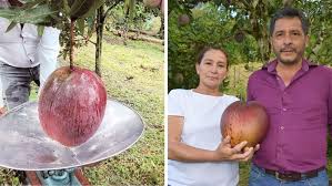 We inspire and unite people through our passion for style and culture. World S Heaviest Mango Found In Colombia Guinness World Records