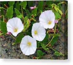 Image result for Convolvulus arvensis