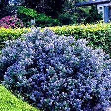Fall color is brilliant red. Ceanothus Yankee Point 9cm Pot California Lilac Etsy In 2021 Bushes And Shrubs Garden Shrubs Evergreen Shrubs