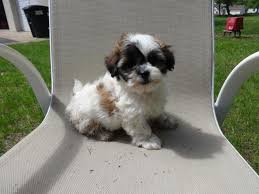 Maybe you would like to learn more about one of these? Teddy Bear Puppies For Sale Wisconsin