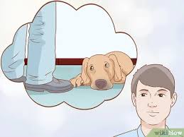 Kopegin Depresyonda Oldugu Nasil Anlasilir Wikihow
