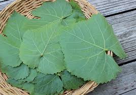 We did not find results for: About Wild Grape Leaves And How To Harvest And Prepare Them