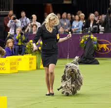 Westminster dog show 2021 dates. 8 Things You May Not Know About The Westminster Kennel Club Dog Show
