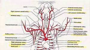 A web of nerve tissue also runs through the heart. Arteries In The Upper Body Tutorial Youtube