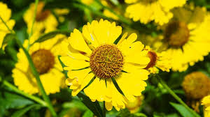 Clump forming open petals, come in all different types of colors. 15 Beautiful Yellow Perennials For Your Garden Garden Lovers Club