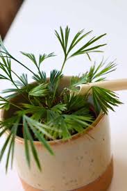 Image result for Actiniopteris